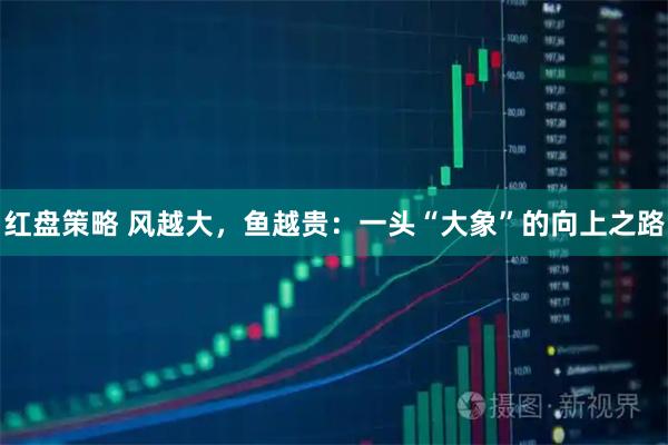 红盘策略 风越大，鱼越贵：一头“大象”的向上之路